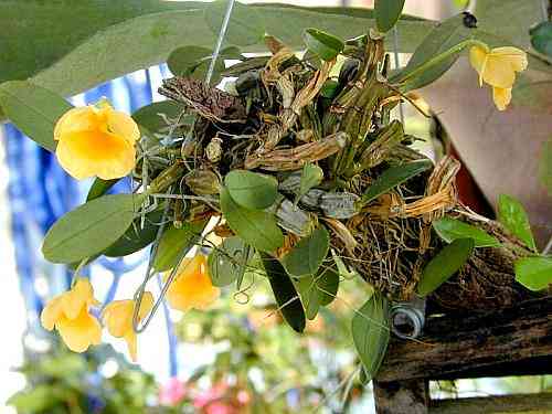 Dendrobium jenkinsii